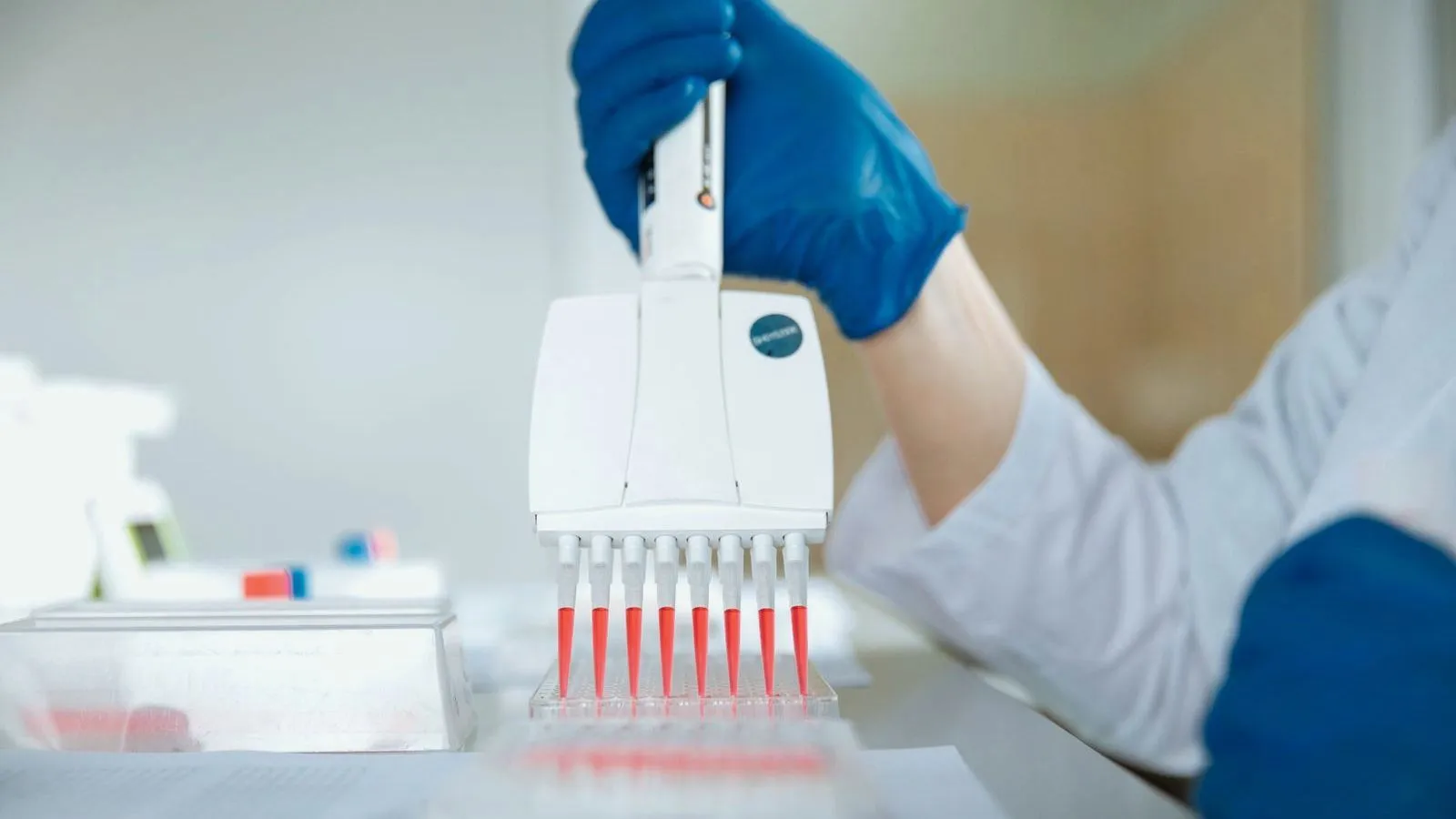 A gloved researcher using a multichannel pipette over a sample tray in a laboratory