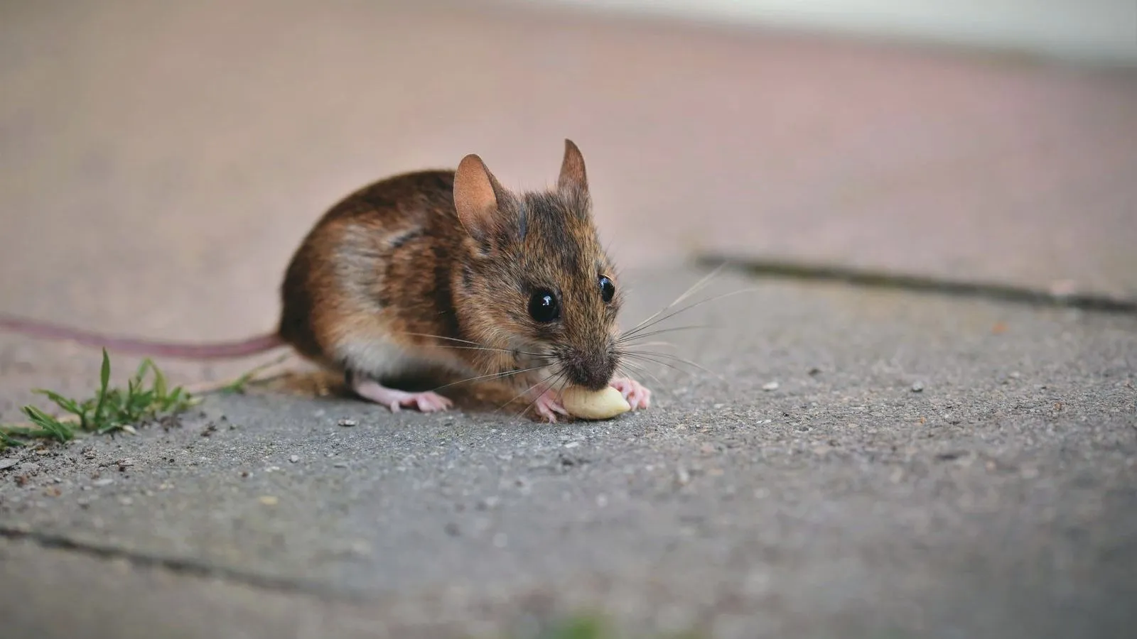 A small brown mouse eating a nut on paving stones