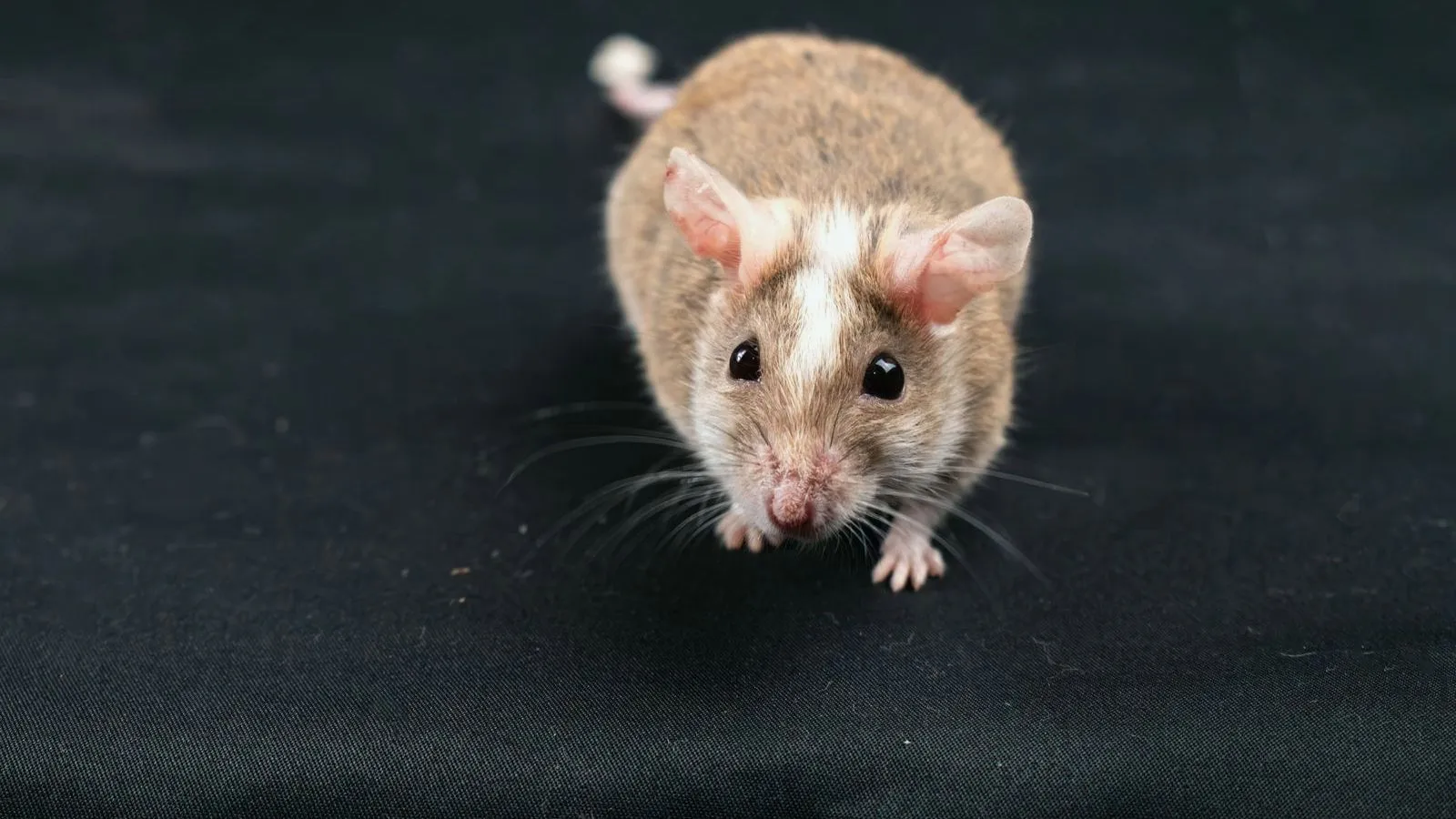 A brown and white mouse walking toward the camera on black fabric
