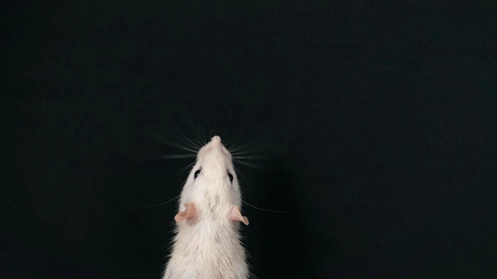 A white mouse standing on its hind legs against a black background